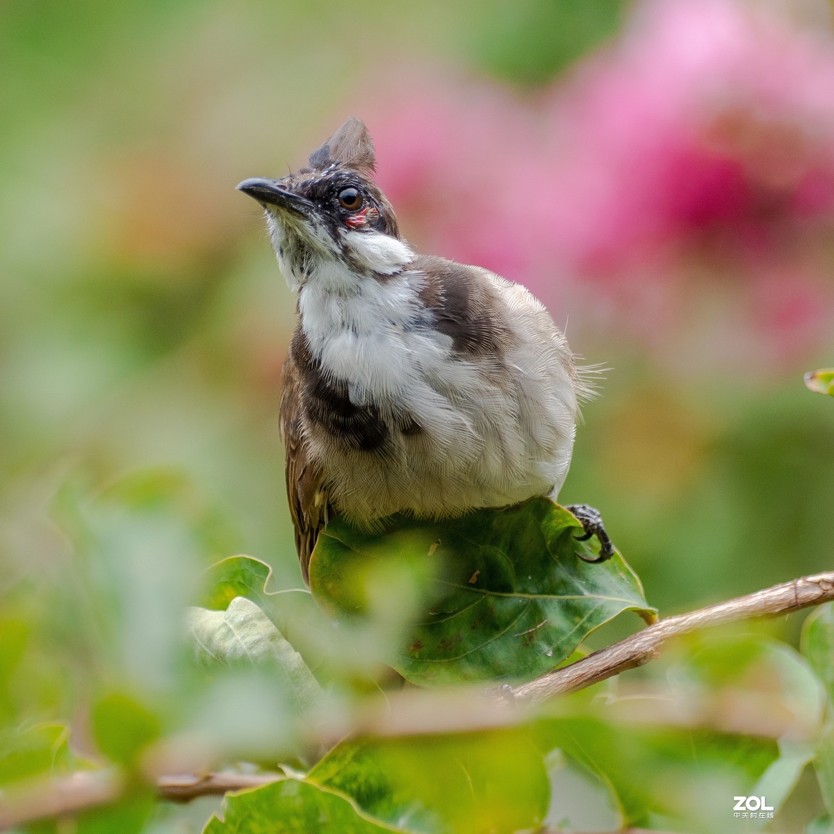广州流花湖的红耳鹎