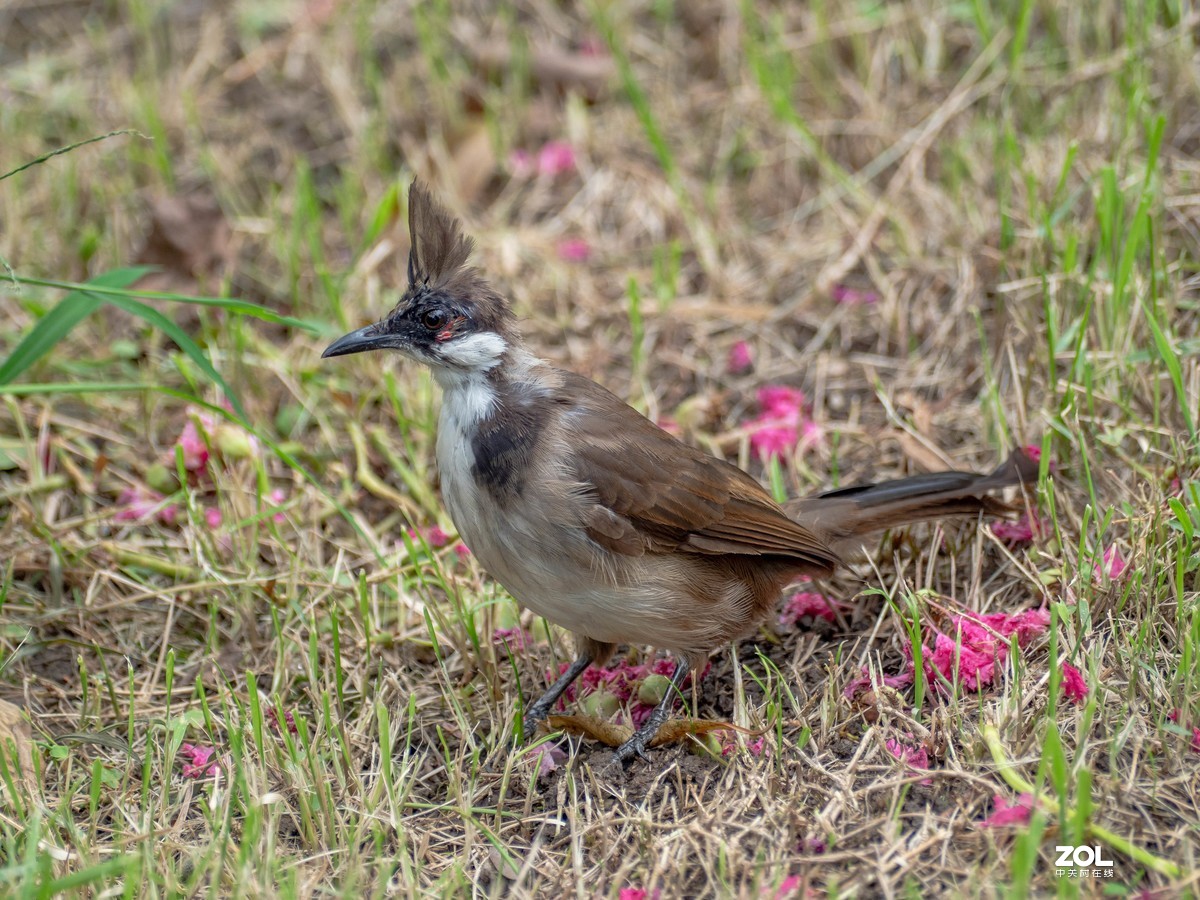 广州流花湖的红耳鹎