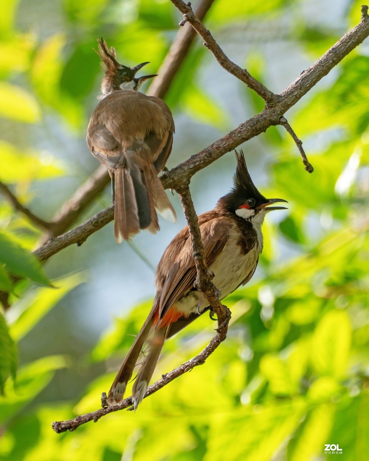 广州流花湖的红耳鹎