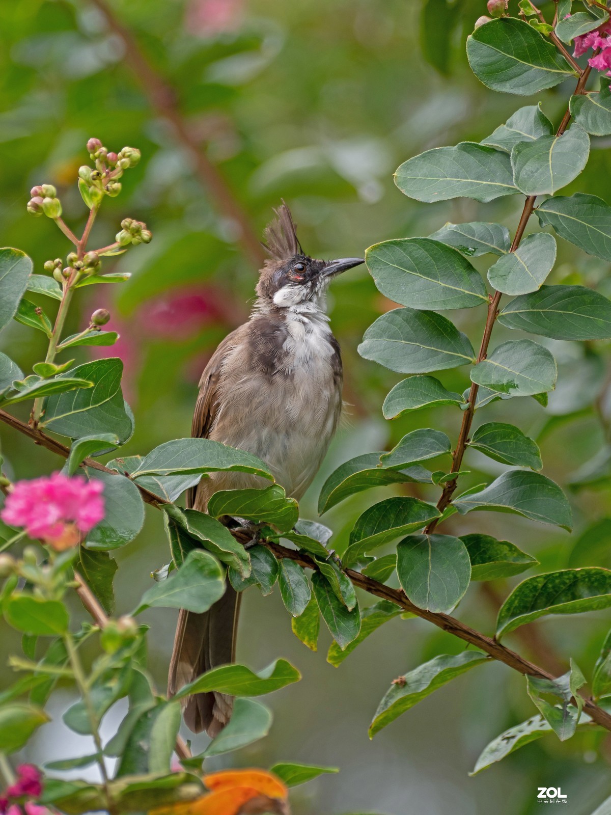 广州流花湖的红耳鹎