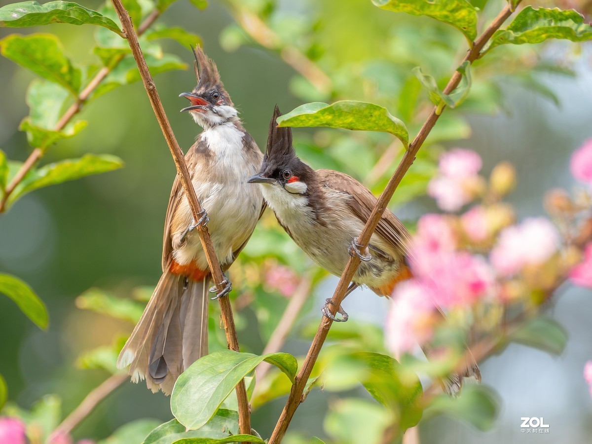 广州流花湖的红耳鹎