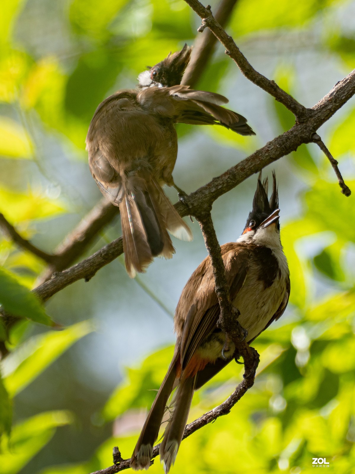 广州流花湖的红耳鹎
