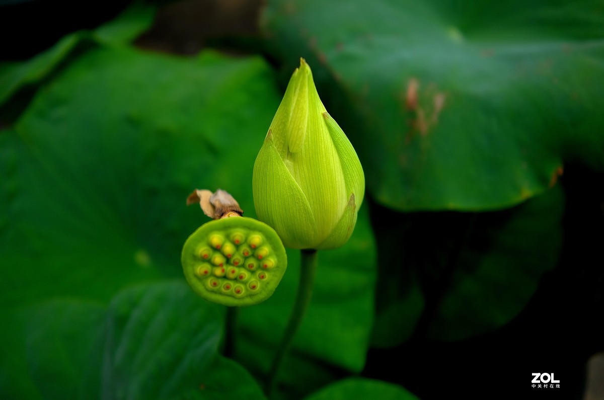 再拍荷花【还是比较喜欢徕卡X的味道】，请多多赐教！