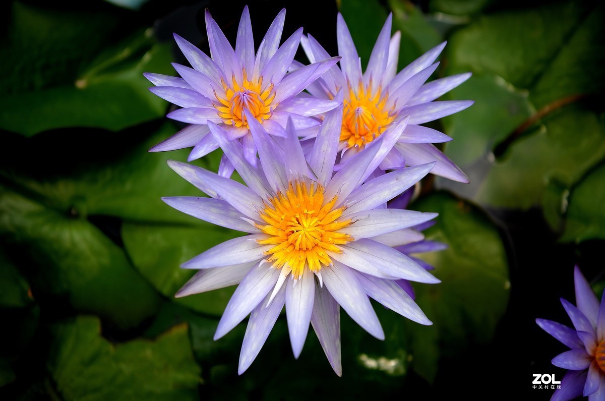 再拍荷花【还是比较喜欢徕卡X的味道】，请多多赐教！