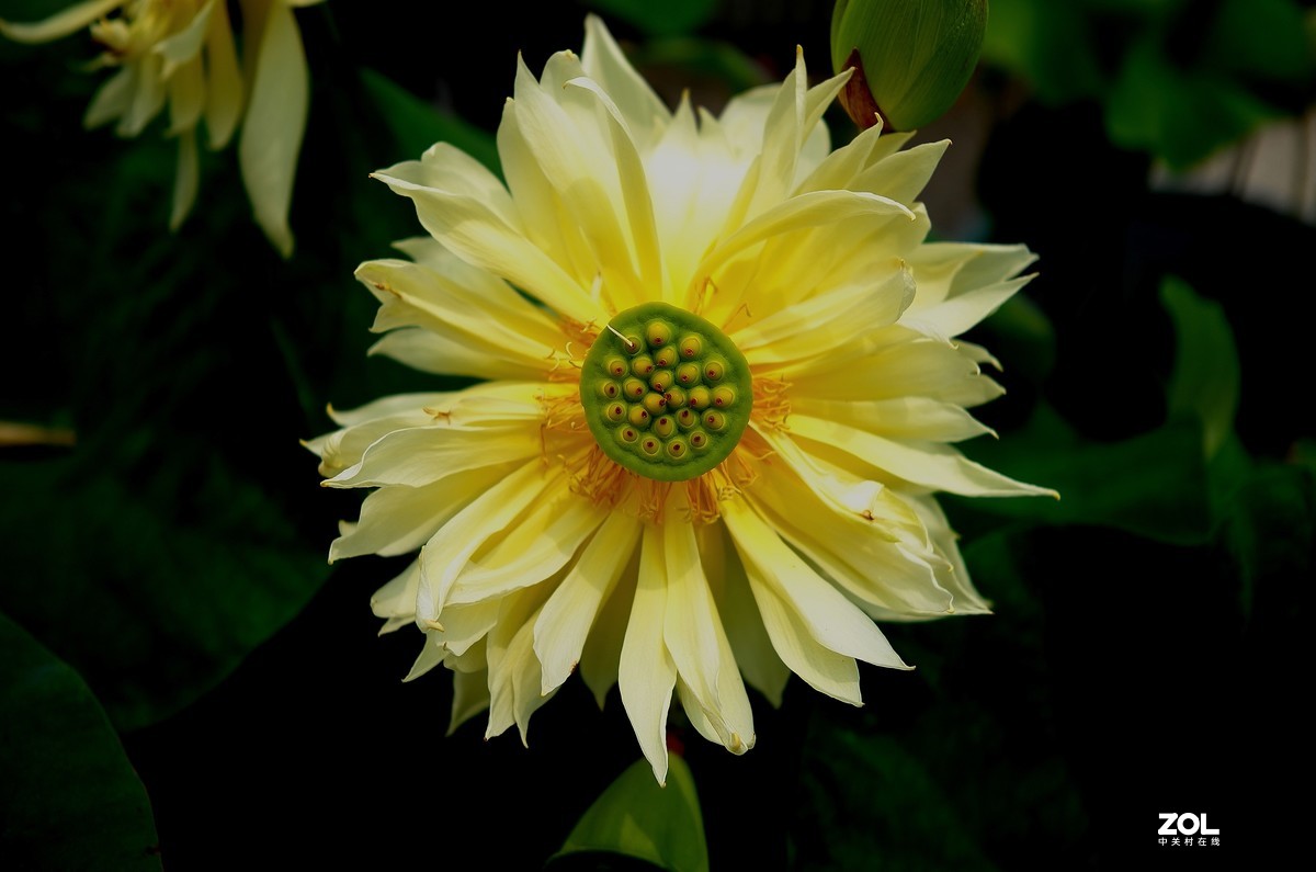 再拍荷花【还是比较喜欢徕卡X的味道】，请多多赐教！