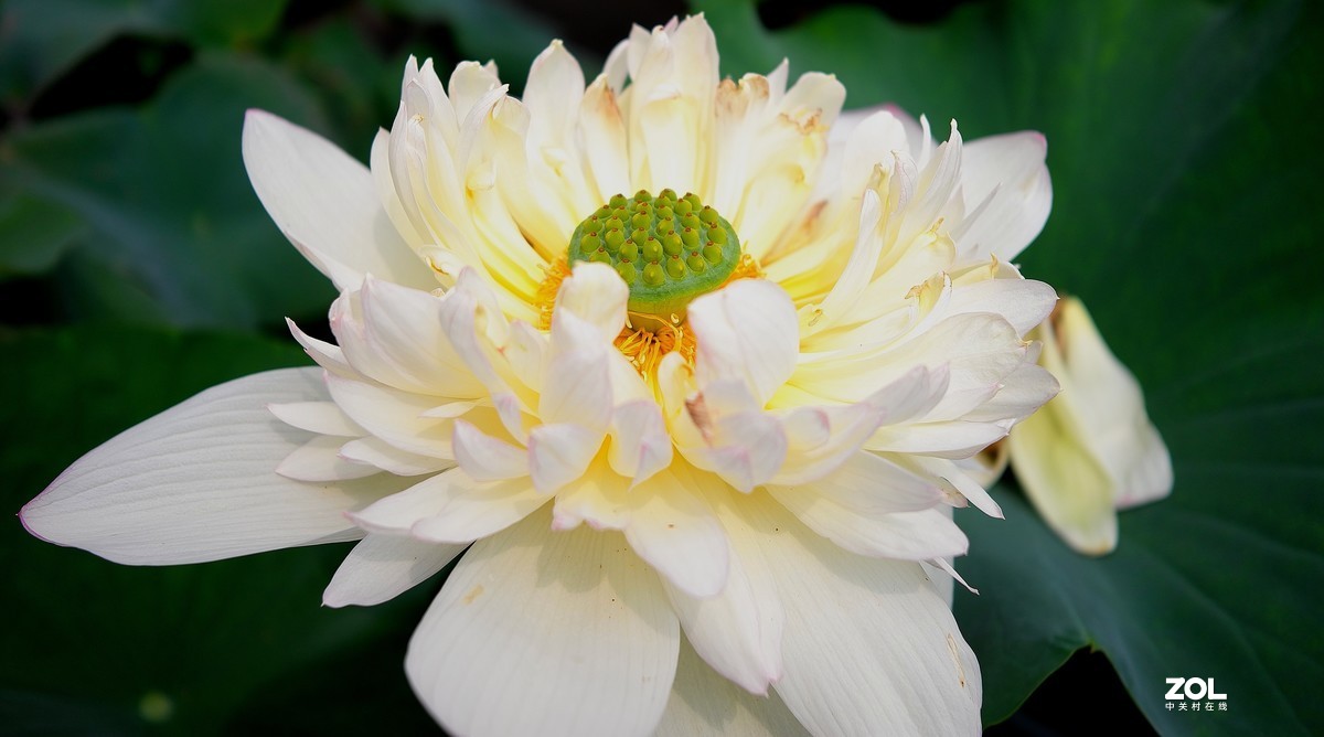 再拍荷花【还是比较喜欢徕卡X的味道】，请多多赐教！