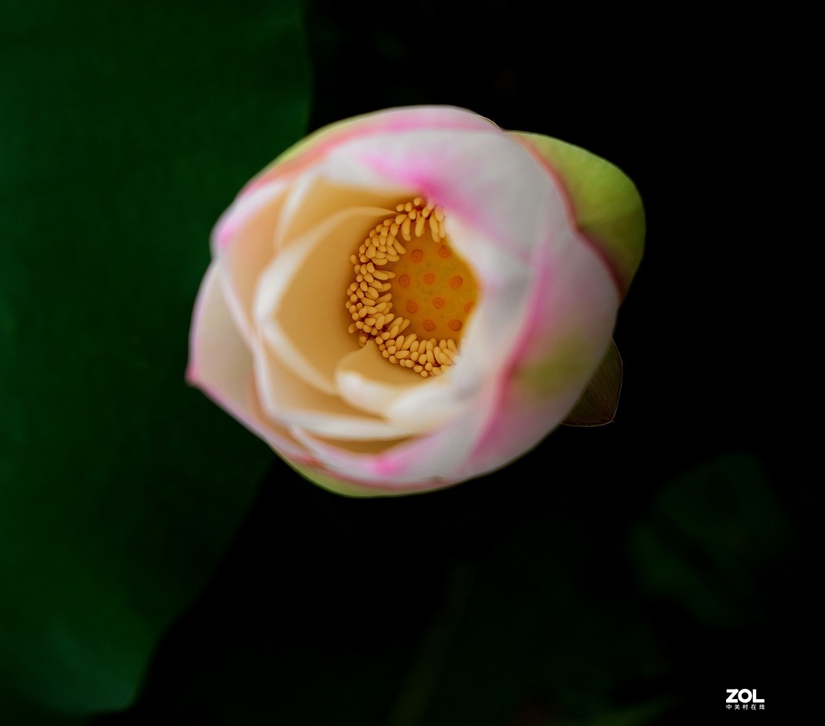 再拍荷花【还是比较喜欢徕卡X的味道】，请多多赐教！