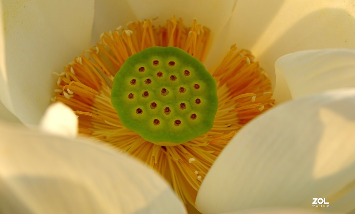 再拍荷花【还是比较喜欢徕卡X的味道】，请多多赐教！