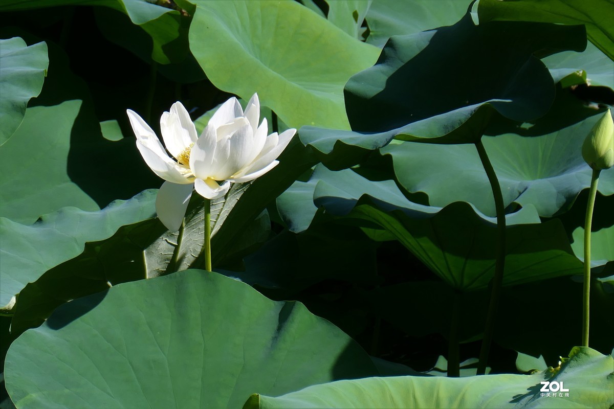 【夏荷{2}】——摄于上海天山公园