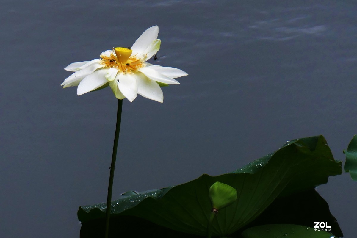 【夏荷{2}】——摄于上海天山公园