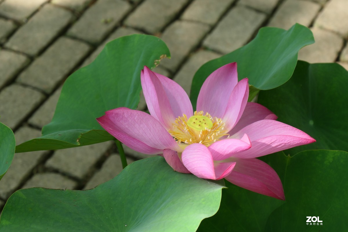 【夏荷{2}】——摄于上海天山公园