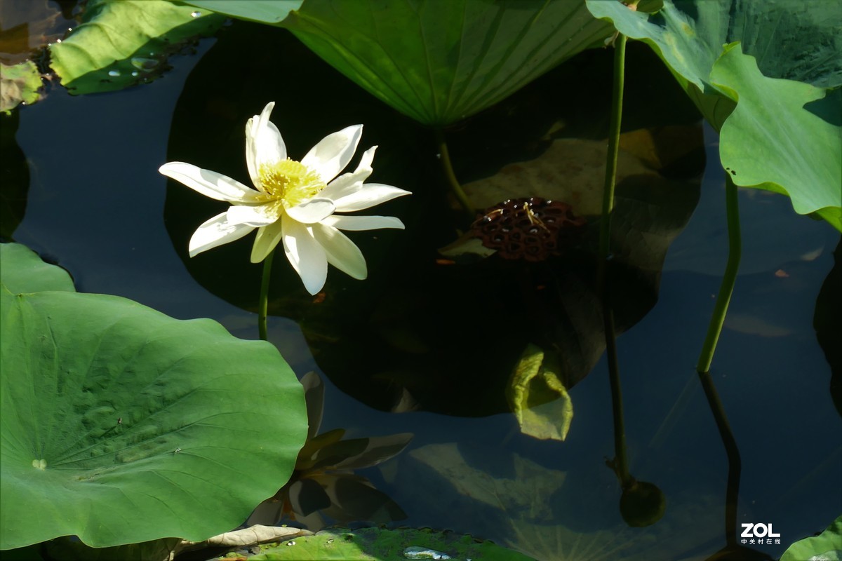 【夏荷{2}】——摄于上海天山公园