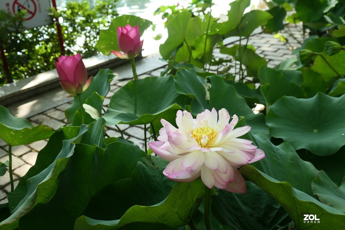 【夏荷{2}】——摄于上海天山公园