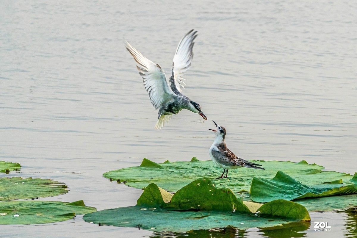 #版主坐堂#小五星空(中国)2021年8月精品荟萃