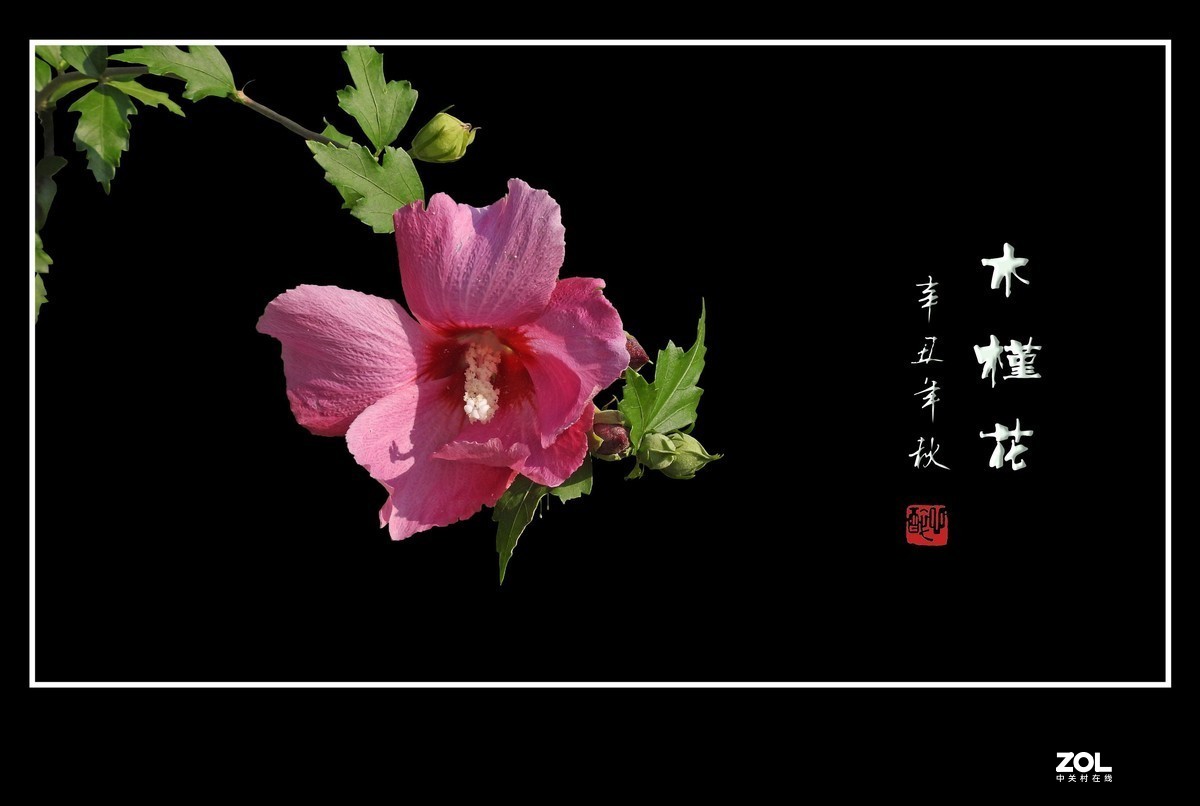 #版主坐堂#小五星空(中国)2021年8月精品荟萃