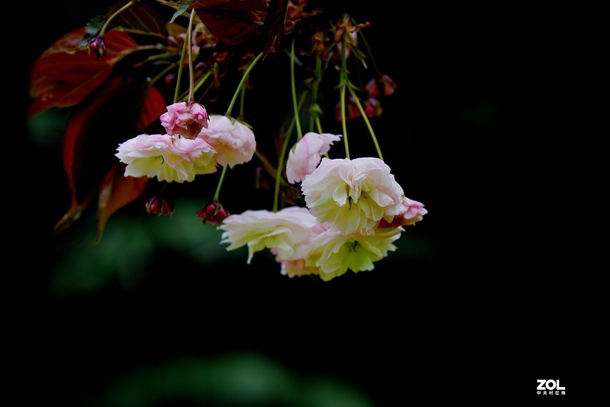 #版主坐堂#小五星空(中国)2021年8月精品荟萃