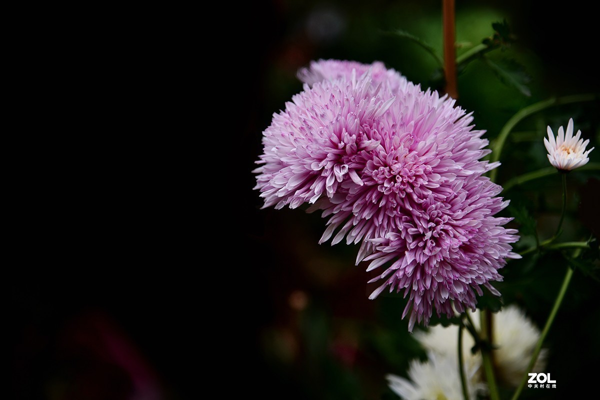 #版主坐堂#小五星空(中国)2021年8月精品荟萃