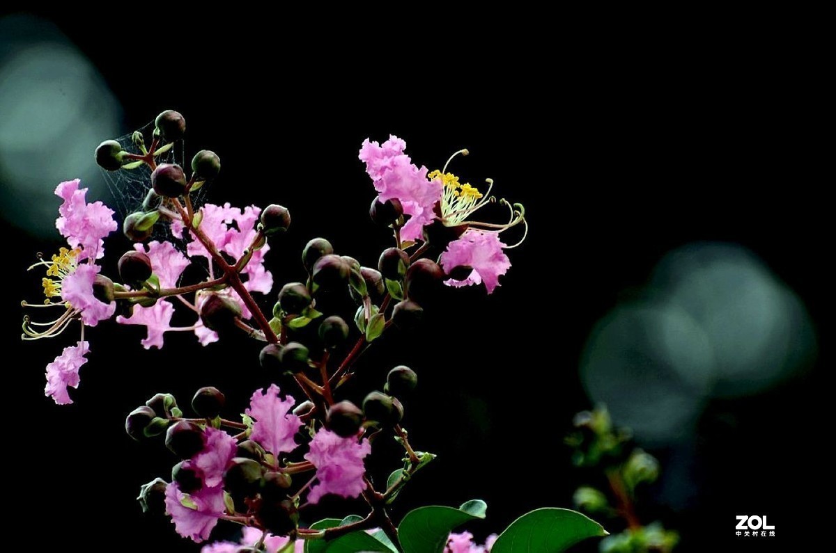 #版主坐堂#小五星空(中国)2021年8月精品荟萃