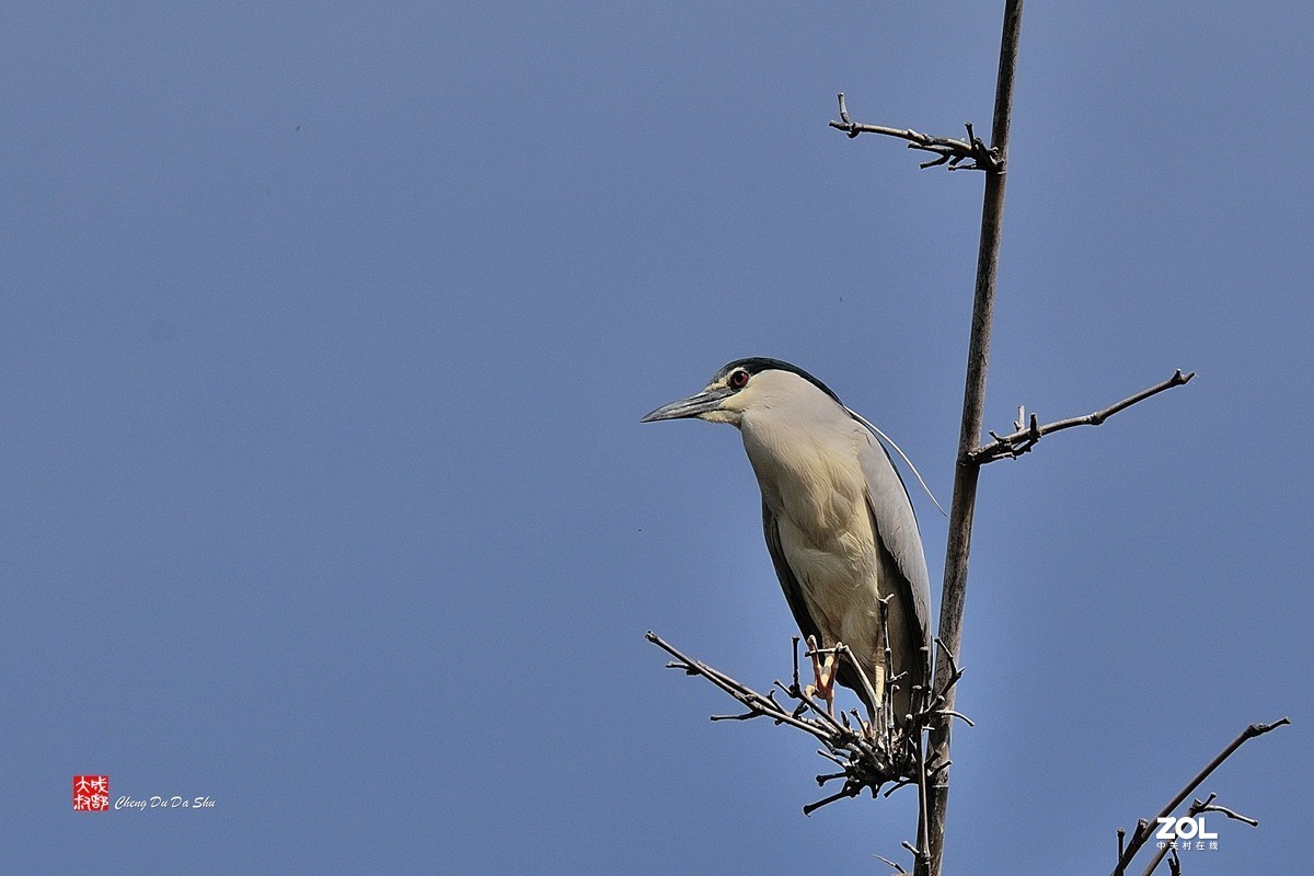 #版主坐堂#小五星空(中国)2021年8月精品荟萃
