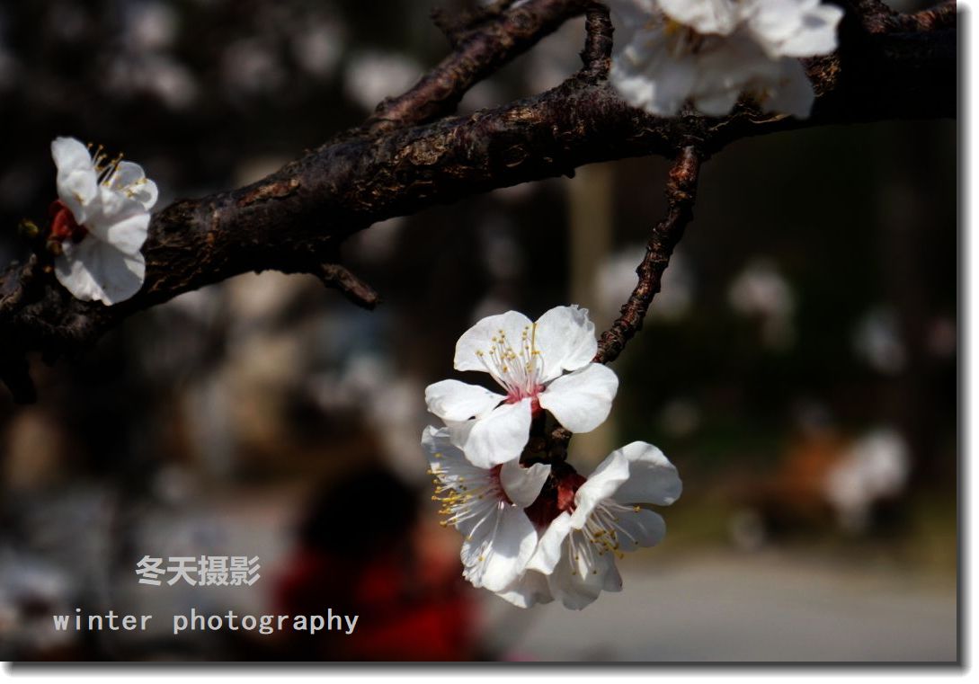 《桃花》
