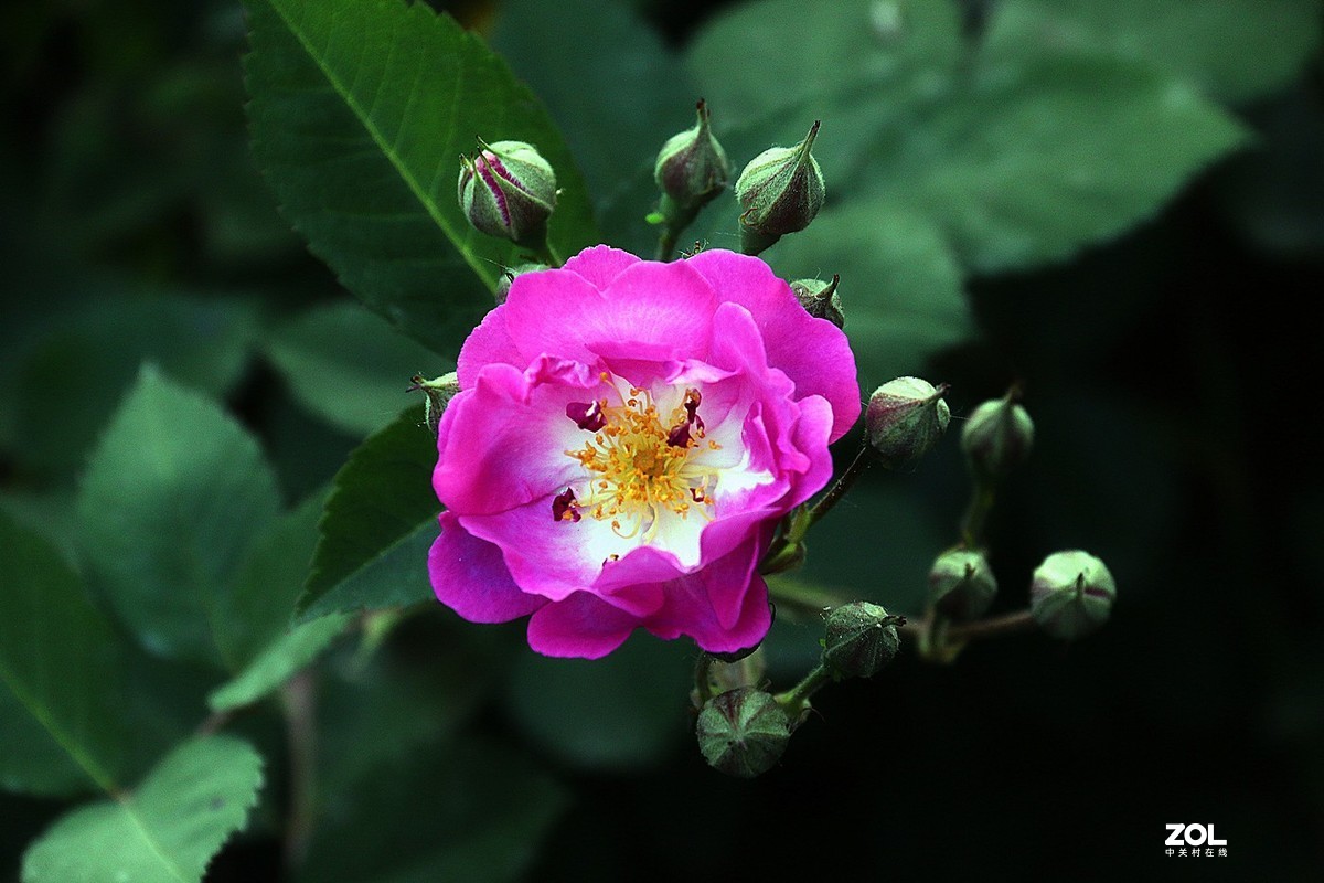 蔷薇花