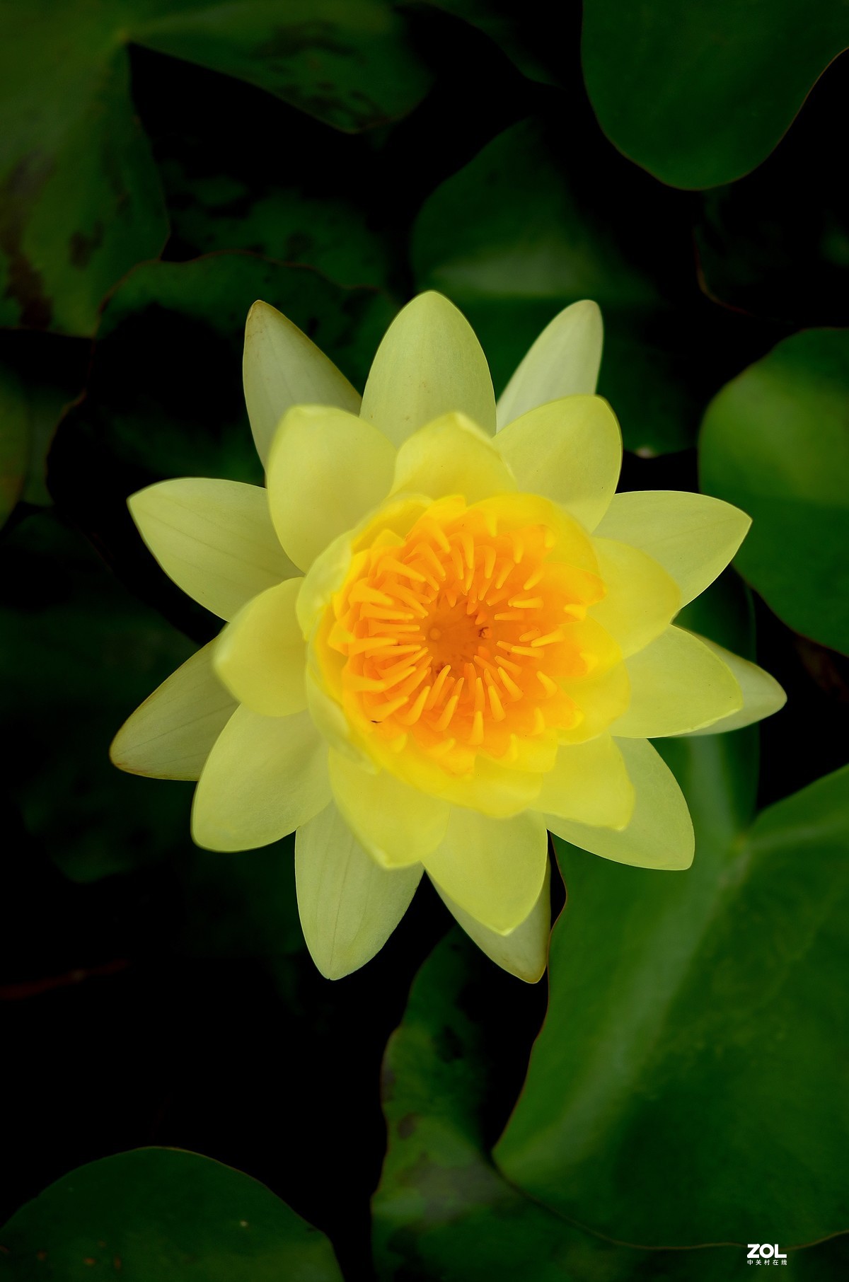 再拍荷花【还是比较喜欢徕卡X的味道】，请多多赐教！