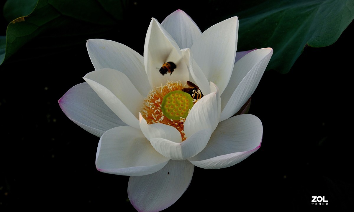 再拍荷花【还是比较喜欢徕卡X的味道】，请多多赐教！