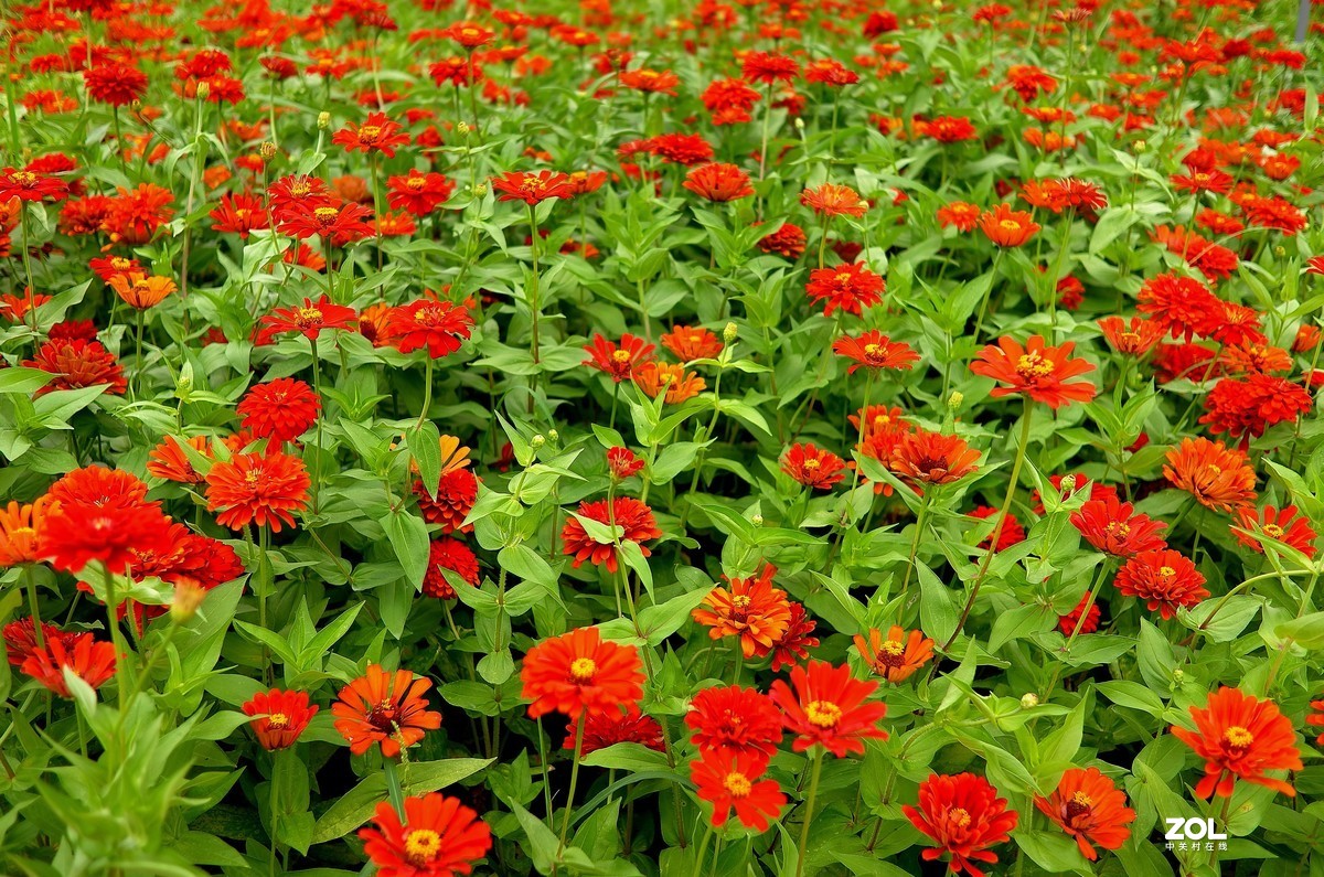 再拍荷花【还是比较喜欢徕卡X的味道】，请多多赐教！