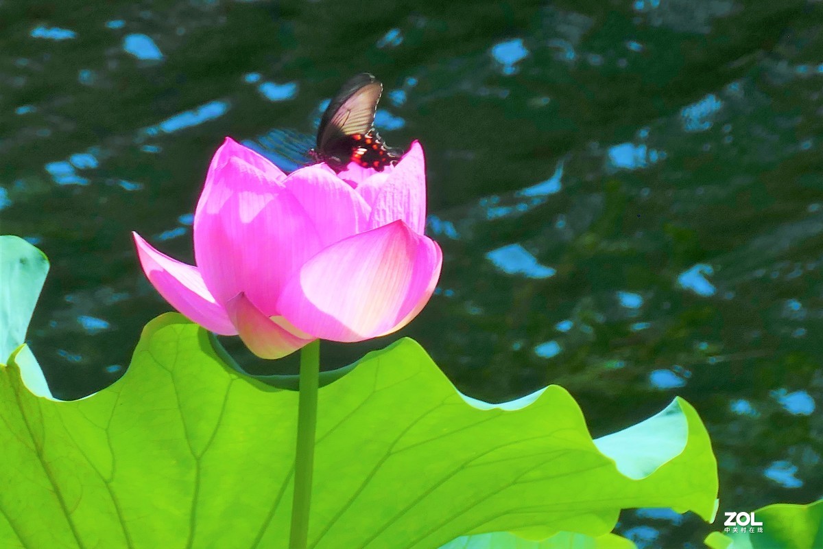 【夏荷{2}】——摄于上海天山公园