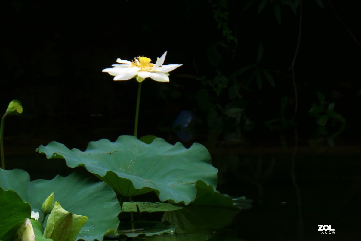 【夏荷{2}】——摄于上海天山公园