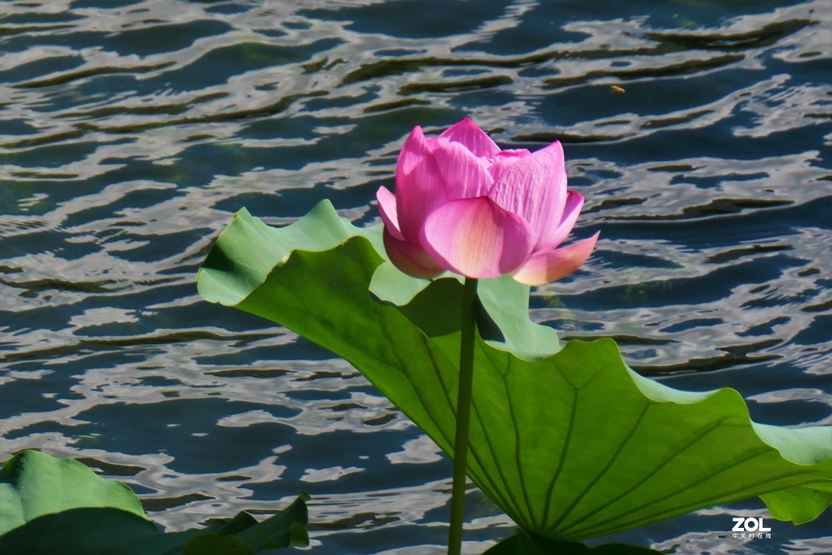 【夏荷{2}】——摄于上海天山公园