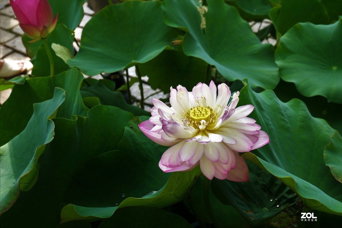 【夏荷{2}】——摄于上海天山公园