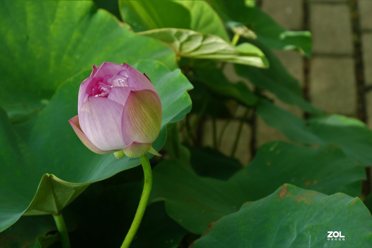 【夏荷{2}】——摄于上海天山公园