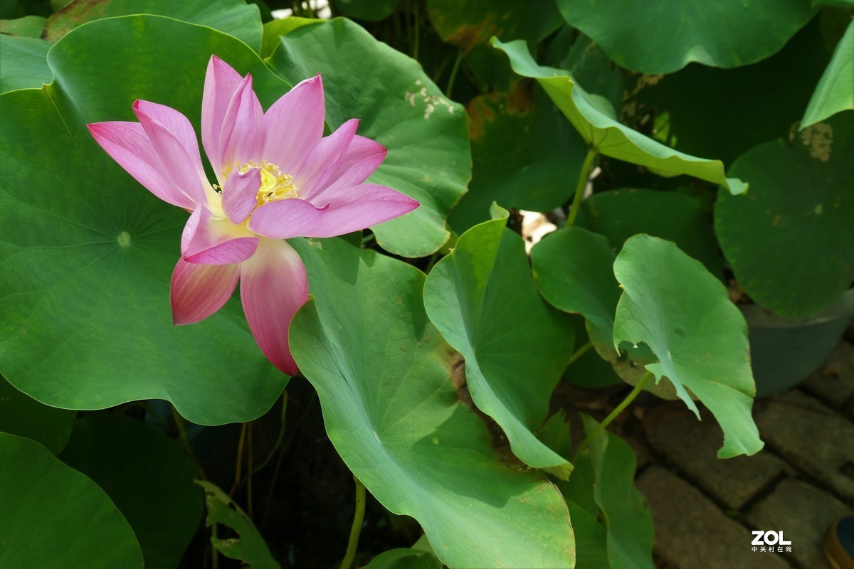 【夏荷{2}】——摄于上海天山公园