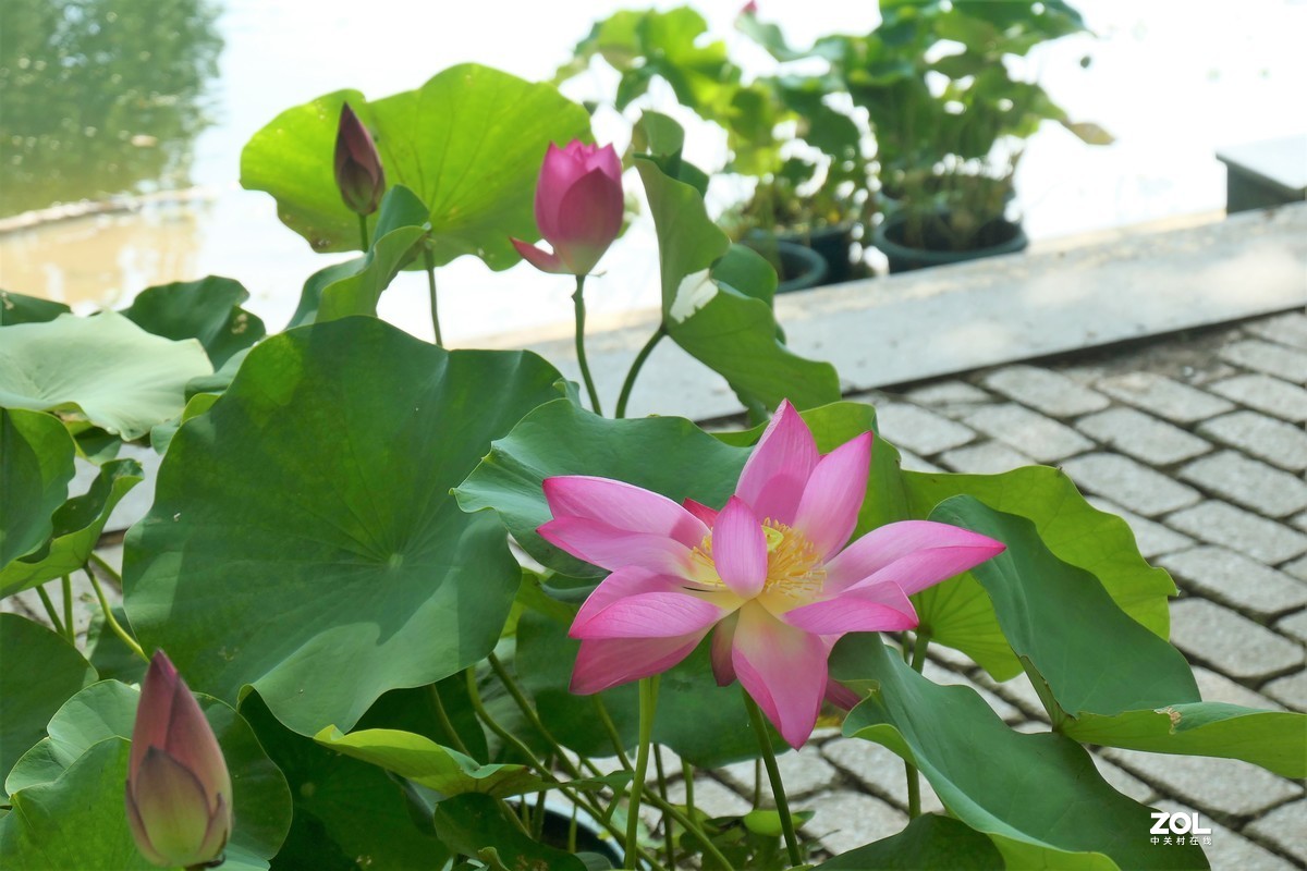 【夏荷{2}】——摄于上海天山公园