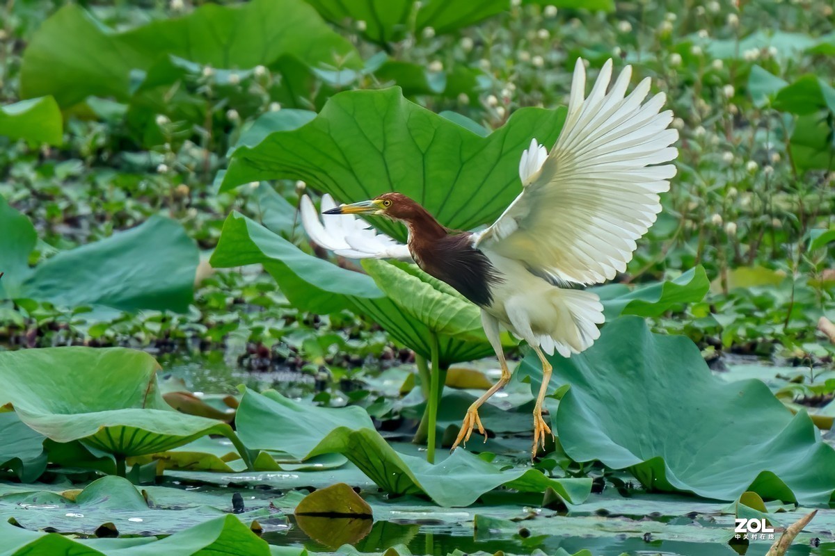 #版主坐堂#小五星空(中国)2021年8月精品荟萃