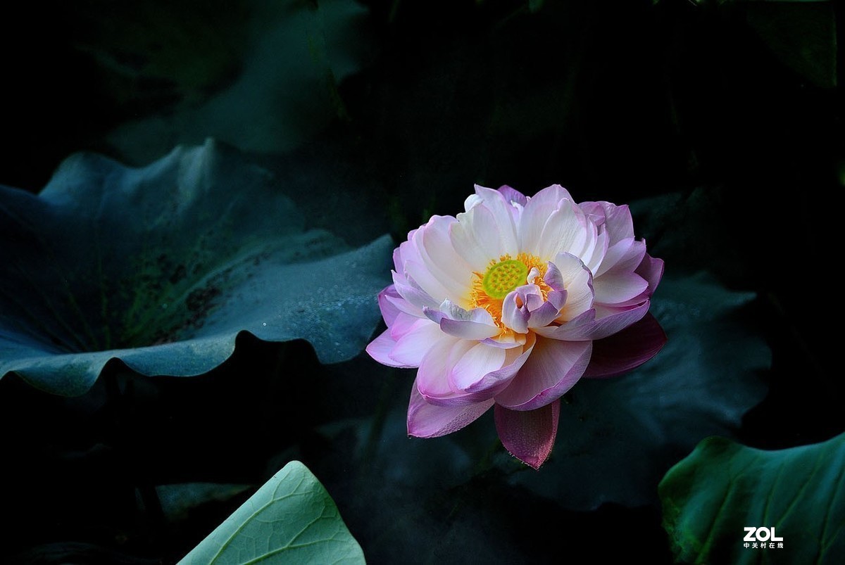 #版主坐堂#小五星空(中国)2021年8月精品荟萃