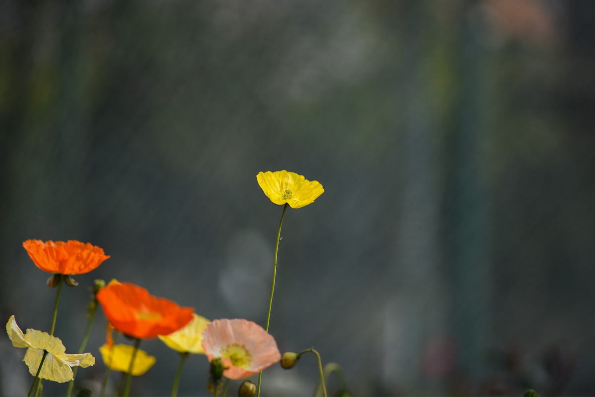 比较一下750的成像，腾龙A17-70-300镜头