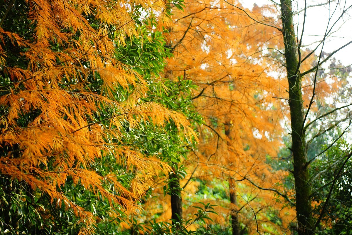 第一次用美能达50微作挂机头试机