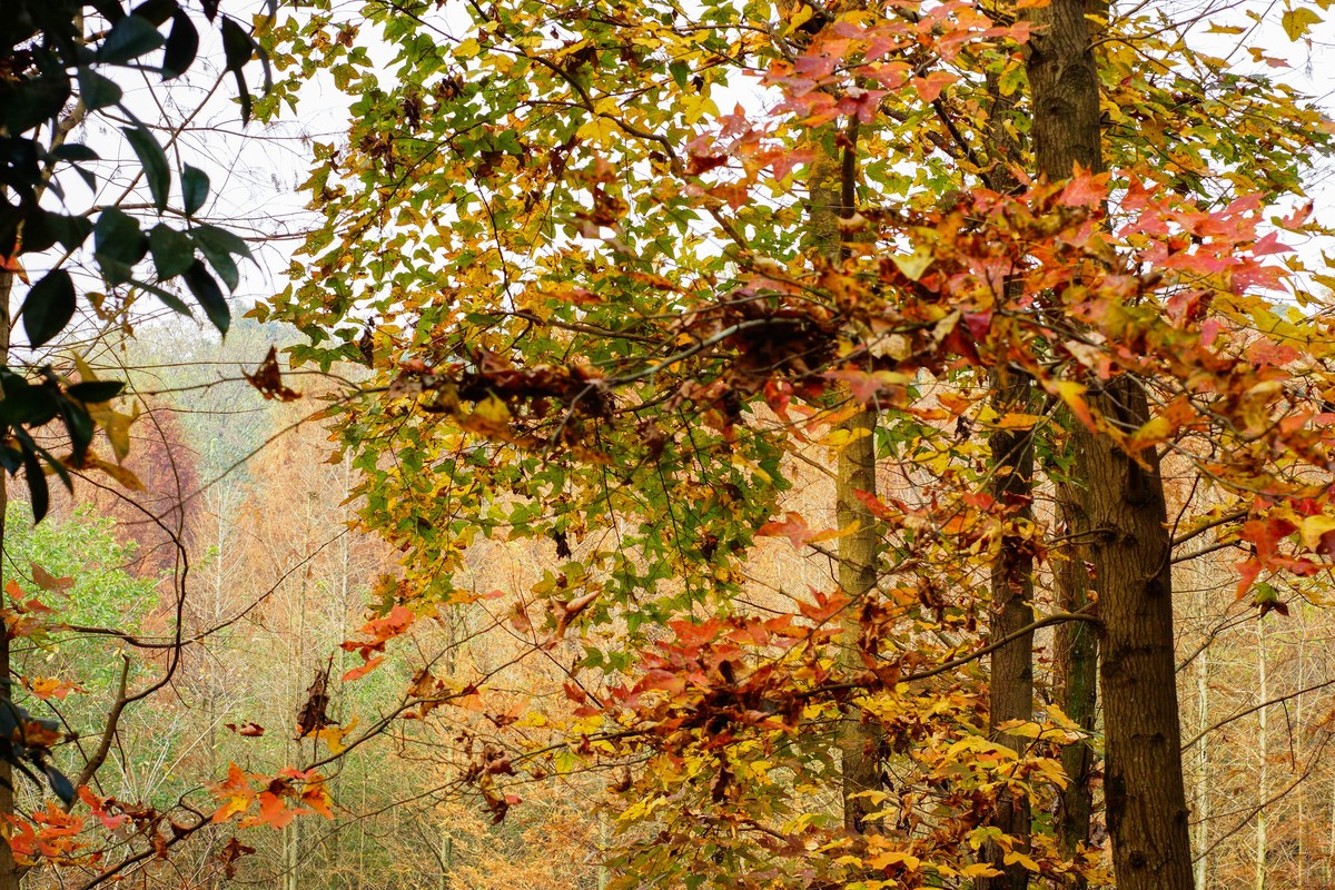 第一次用美能达50微作挂机头试机