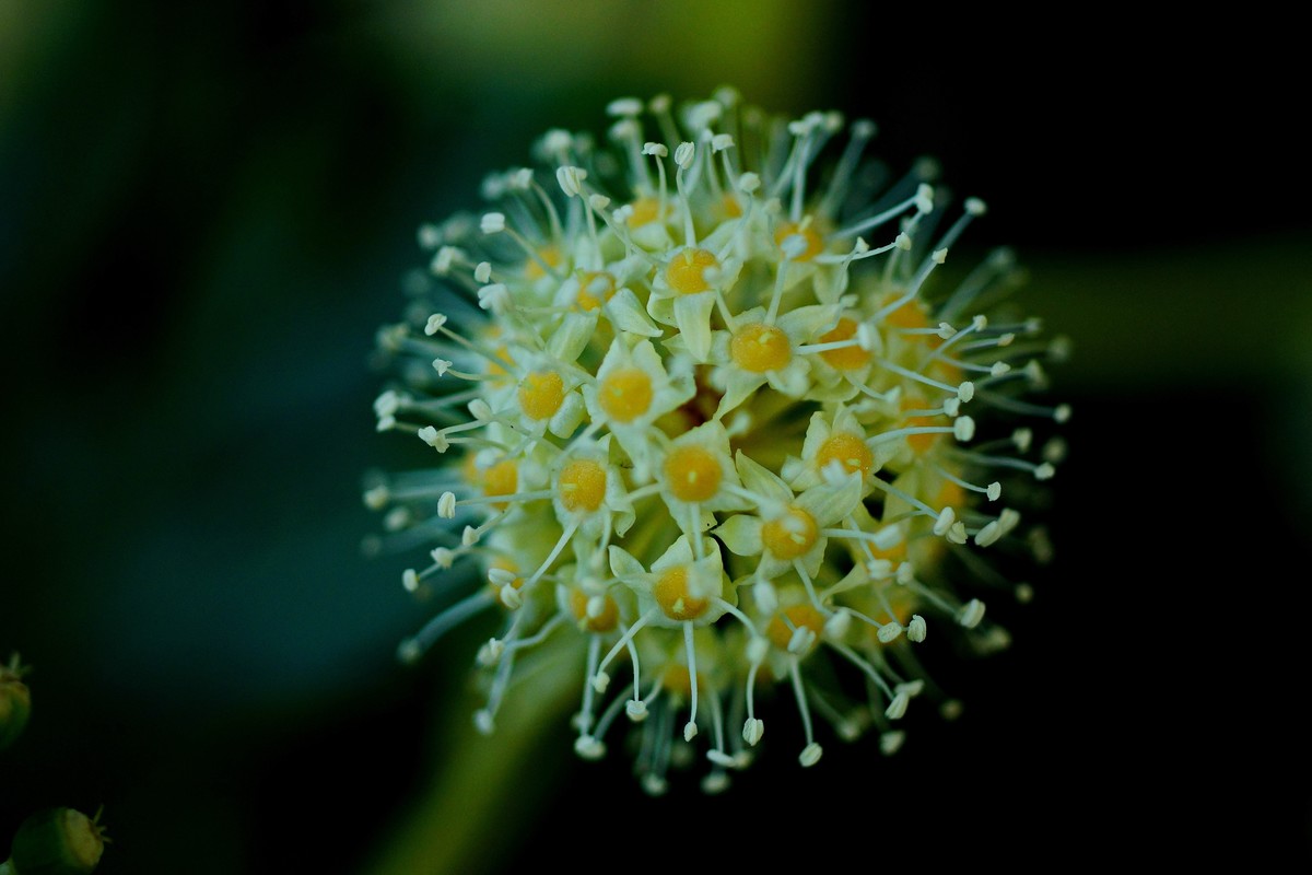 第一次用美能达50微作挂机头试机