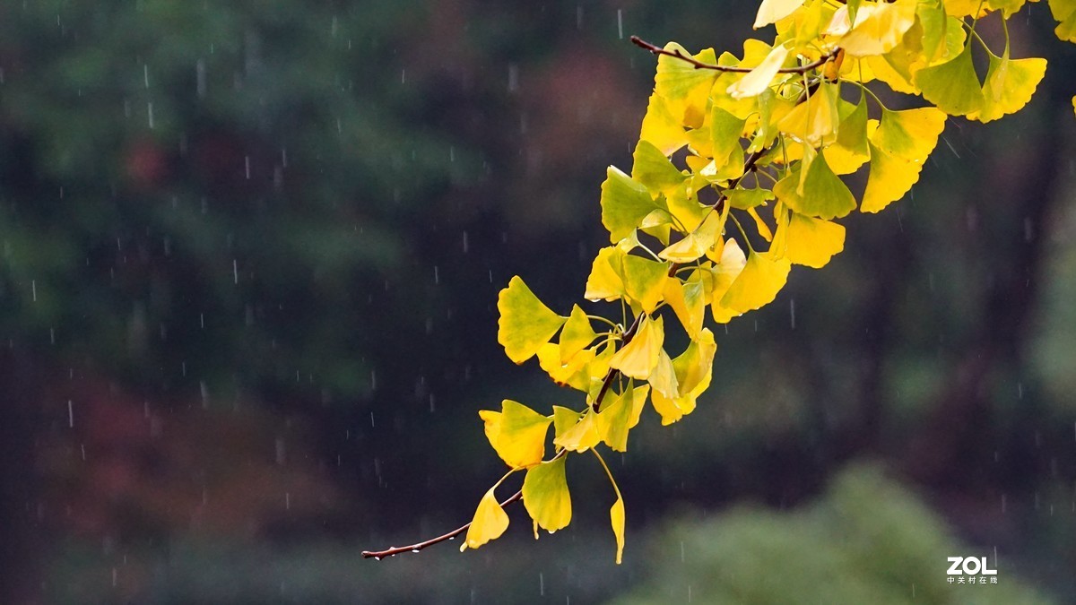雨中秋叶