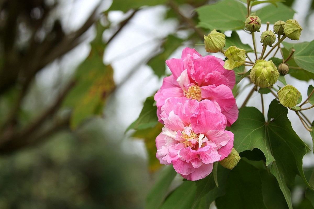 木芙蓉花【二】-中关村在线摄影论坛