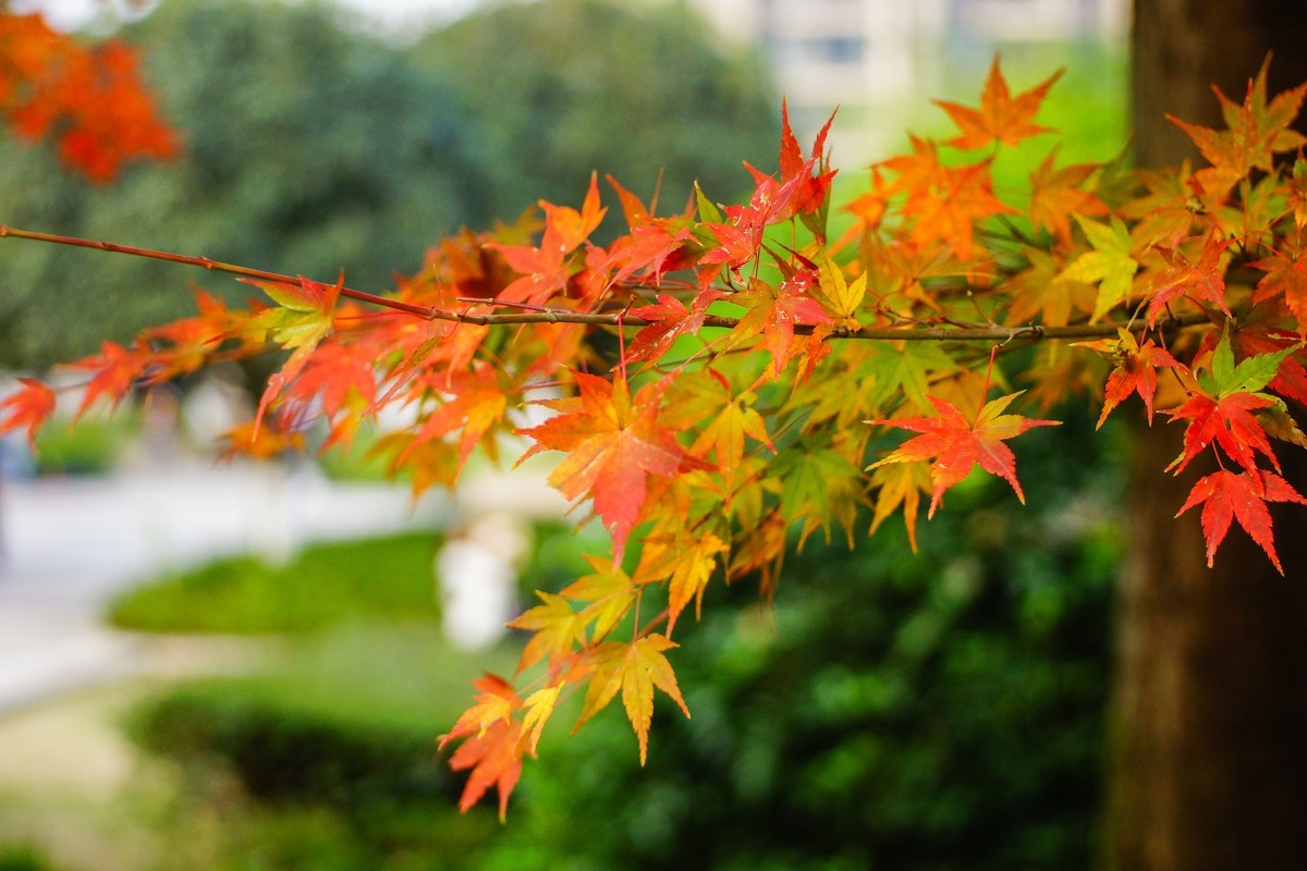 第一次用美能达50微作挂机头试机