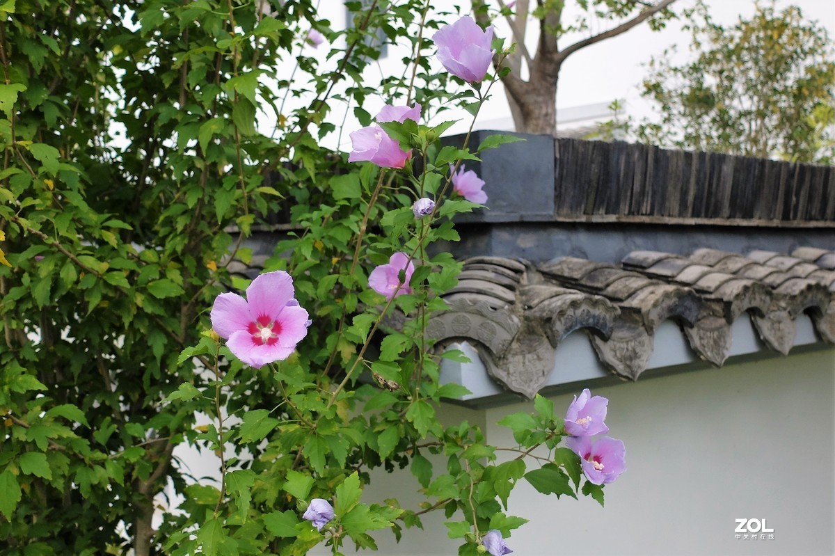 【小小公园的景致】