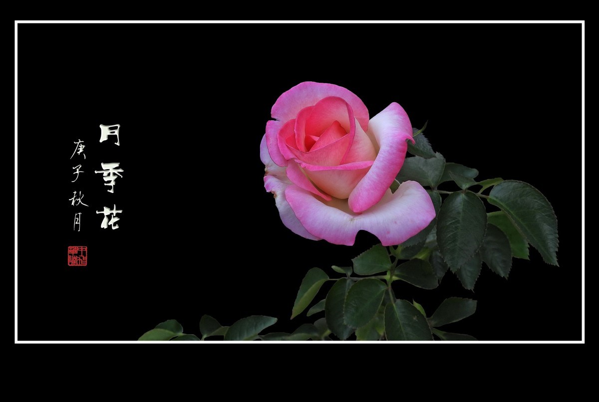 舞动秋风的月季花