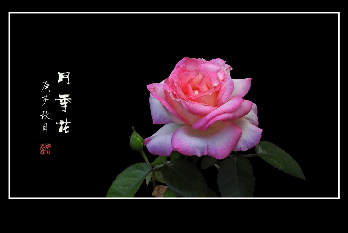 舞动秋风的月季花