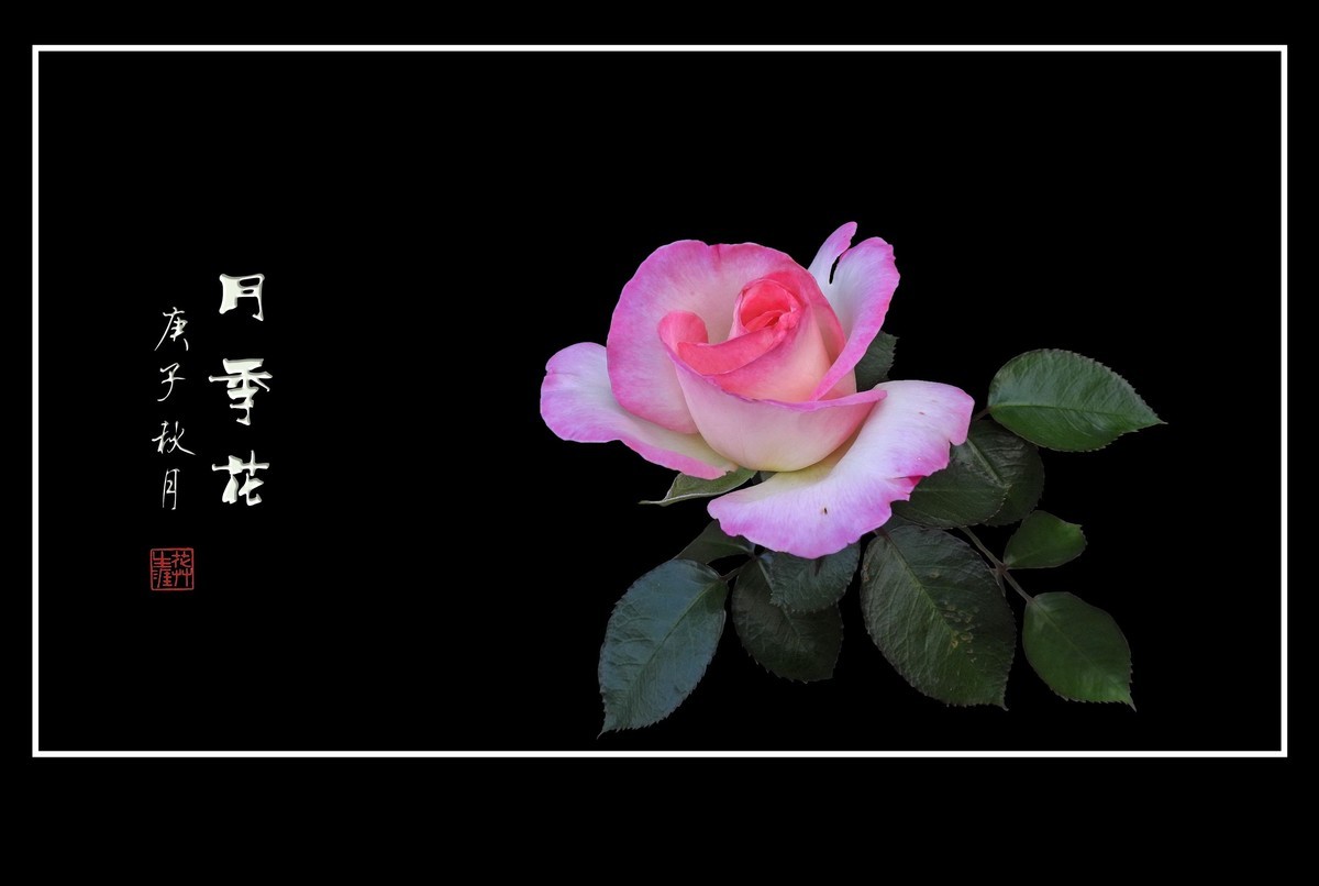 舞动秋风的月季花