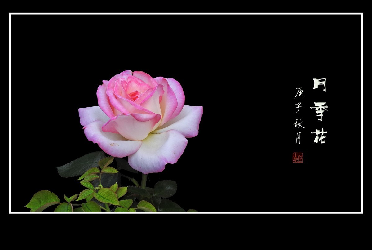 舞动秋风的月季花