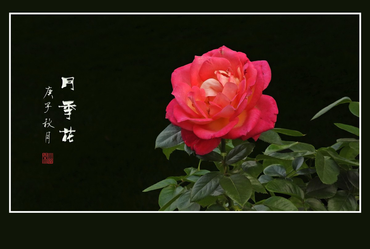 舞动秋风的月季花